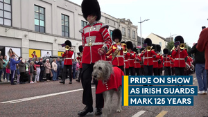 Irish Guards parade through Bangor with Irish wolfhound mascot Seamus