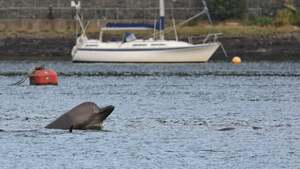 Explained: How Military Exercises Can Affect Whales