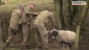 How To Save A Sheep's Life... British Army-Style