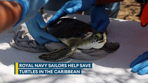 HMS Dauntless sailors help save turtles in the Caribbean
