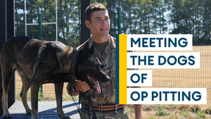 The dogs of Op Pitting: one year on