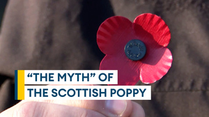 What is the Scottish poppy and how is it different?