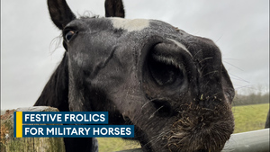Military horses arrive in Leicestershire for well-deserved Christmas break