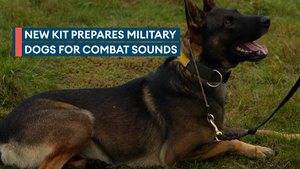 New tech helps military dogs learn to deal with combat noise 