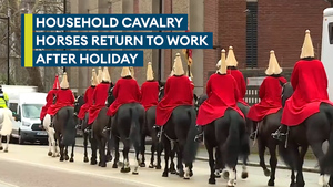 Household Cavalry horses get coronation-ready after annual leave in the countryside
