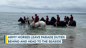 Army horse hurt in bolting incident enjoys day by the sea