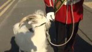 The Hometown Goat Leading The Armed Forces Day Parade