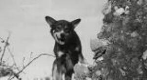 US Army Dog Posthumously Awarded Animal Equivalent Of Victoria Cross 