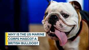 Oorah, Devil Dogs: How the British bulldog became the US Marine Corp's mascot
