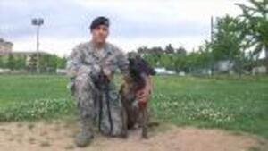 What Role Do Animals Have In The US Military?