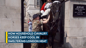 How do the Household Cavalry horses remain cool in a UK heatwave?