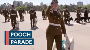 Chile Military Dog Parade Web