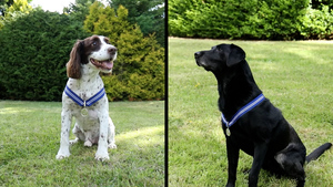 RAF's Life-Saving Dog Duo Honoured With 'Animal OBEs' For Exceptional Service