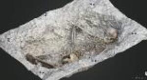 Wessex Archaeology's 3D Images From Larkhill 