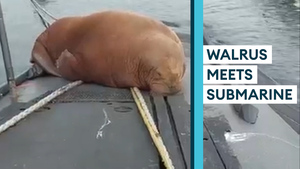 Walrus takes a break – on top of a Dutch Walrus-class submarine!