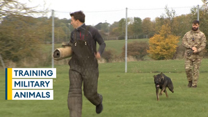 Behind the scenes with the military's specialist animal trainers