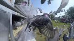 A Pigeon Race 90 Years In The Making