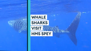 Fin-credible footage shows whale sharks alongside HMS Spey 