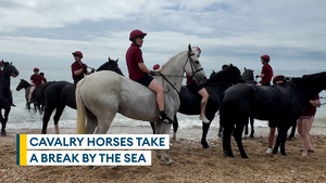 Army horse hurt in bolting incident enjoys day by the sea