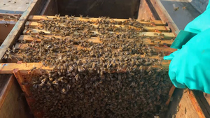 Defence School of Transport Takes Delivery of 120,000 Bees