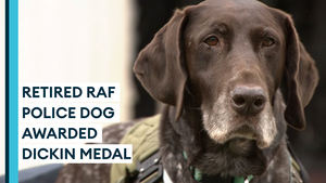 Retired RAF Police dog awarded Dickin Medal for protecting troops in Afghanistan