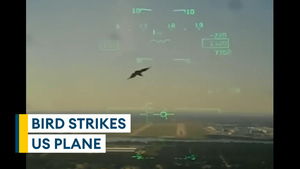 Cockpit footage of US military jet crashing after bird strike