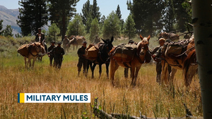Behind the scenes at US Marines' Mule School