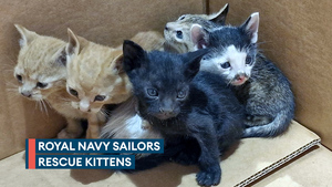 Royal Navy sailors save kittens abandoned in 40°C heat