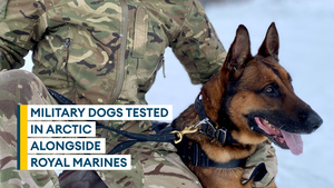 Military dogs put to the test alongside Royal Marines in the Arctic