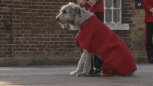 Meet Seamus, The Irish Guards Regimental Mascot
