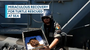 Irish navy releases loggerhead turtle after it made huge journey from US