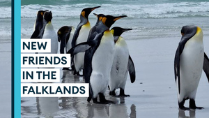 Navy makes friends with penguins in Falklands