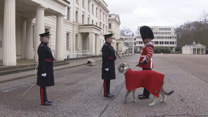 Irish Guards Mark St Patrick's Day With New Mascot