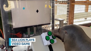 Roaring success for US Navy with 'avid gamer' sea lion