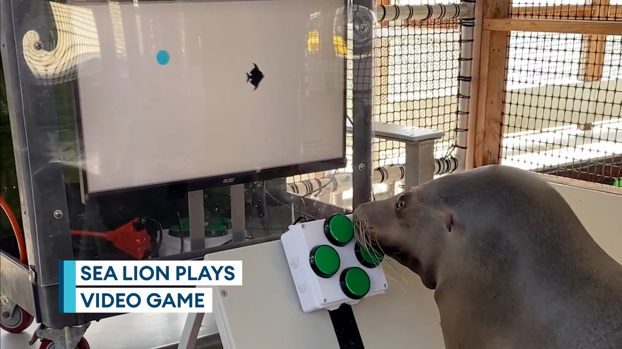 Sea lions taught how to play video games by US Navy scientists