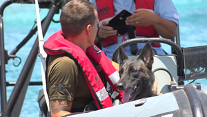 Meet The Dogs Patrolling A British Military Base In Cyprus