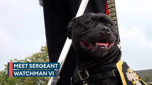 Mascot Staffordshire Bull Terrier gets promotion at parade