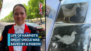 Hero pigeon saved the life of military musician's great uncle