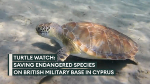 Turtle population thriving in Cyprus thanks to military and civilian conservationists 