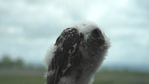 Could This Baby Falcon Prevent A Military Plane Crash?