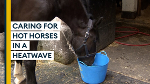 How do the Horse Guards horses stay cool in a heatwave?