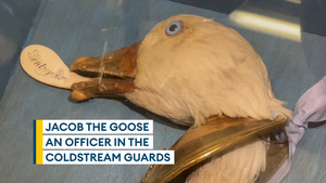 The story of Jacob the military goose that saved Christmas