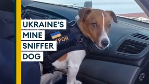 Ukraine: Meet Patron, the mine-sniffing dog 