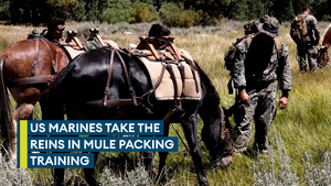 US Marine Corps saddles up for mule training exercise