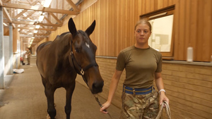 Heatwave: How Are Military Horses Coping?