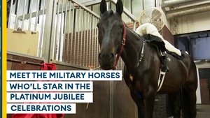 Behind the scenes as military horses gear up for Platinum Jubilee celebrations