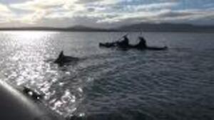 Two Falklands Veterans Finish An Epic Challenge Surrounded By Dolphins