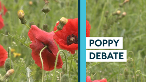 The poppy debate: Does it still carry the same message?