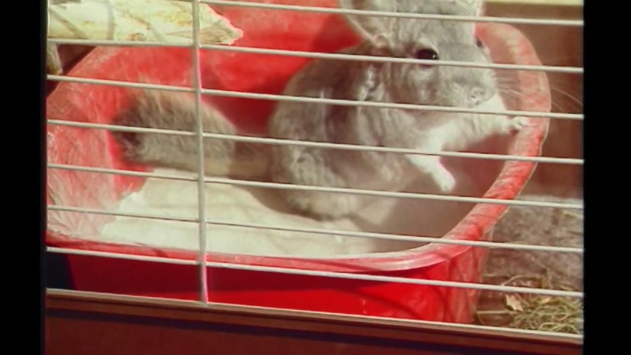 How A Sex-Starved Chinchilla Finds Love In 80s Rheindahlen