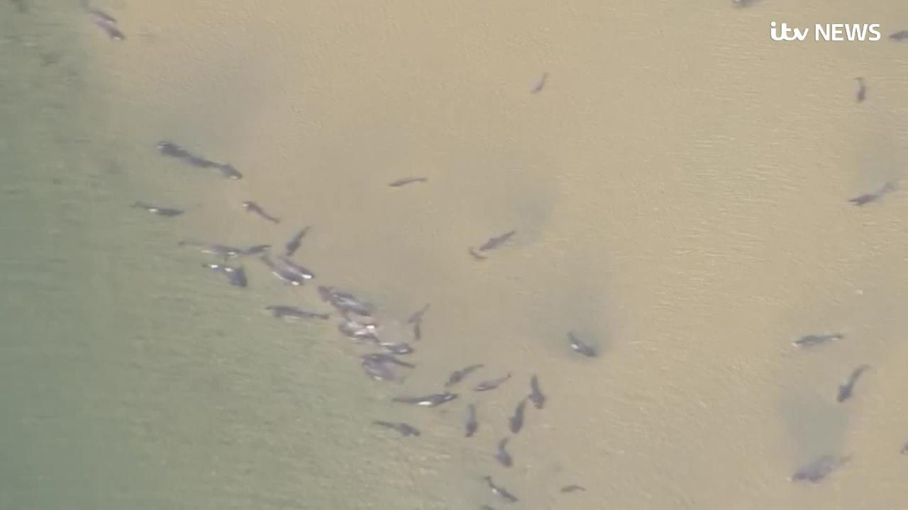 380 whales dead in worst mass stranding in Australia's history, Whales